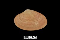 藏品(橫文蛤)的圖片